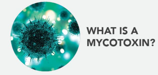 How Mycotoxins Spread How Mycotoxins Spread