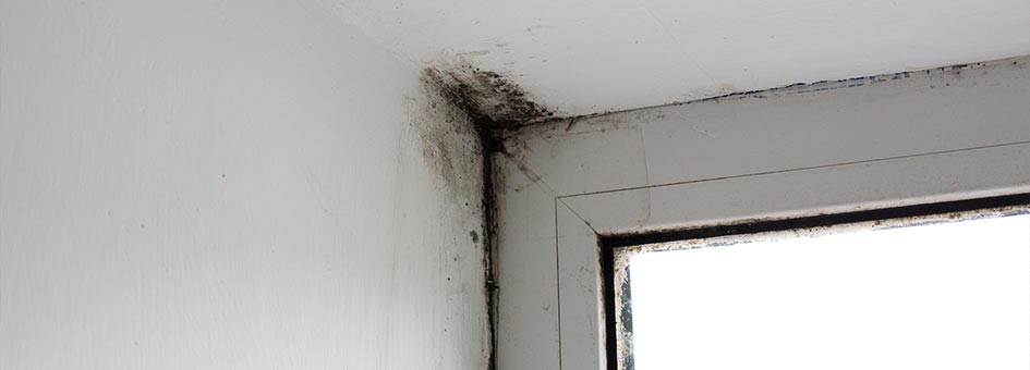 Mold behind walls