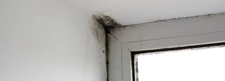 How To Tell If There's Mold On Walls or Behind Your Drywall