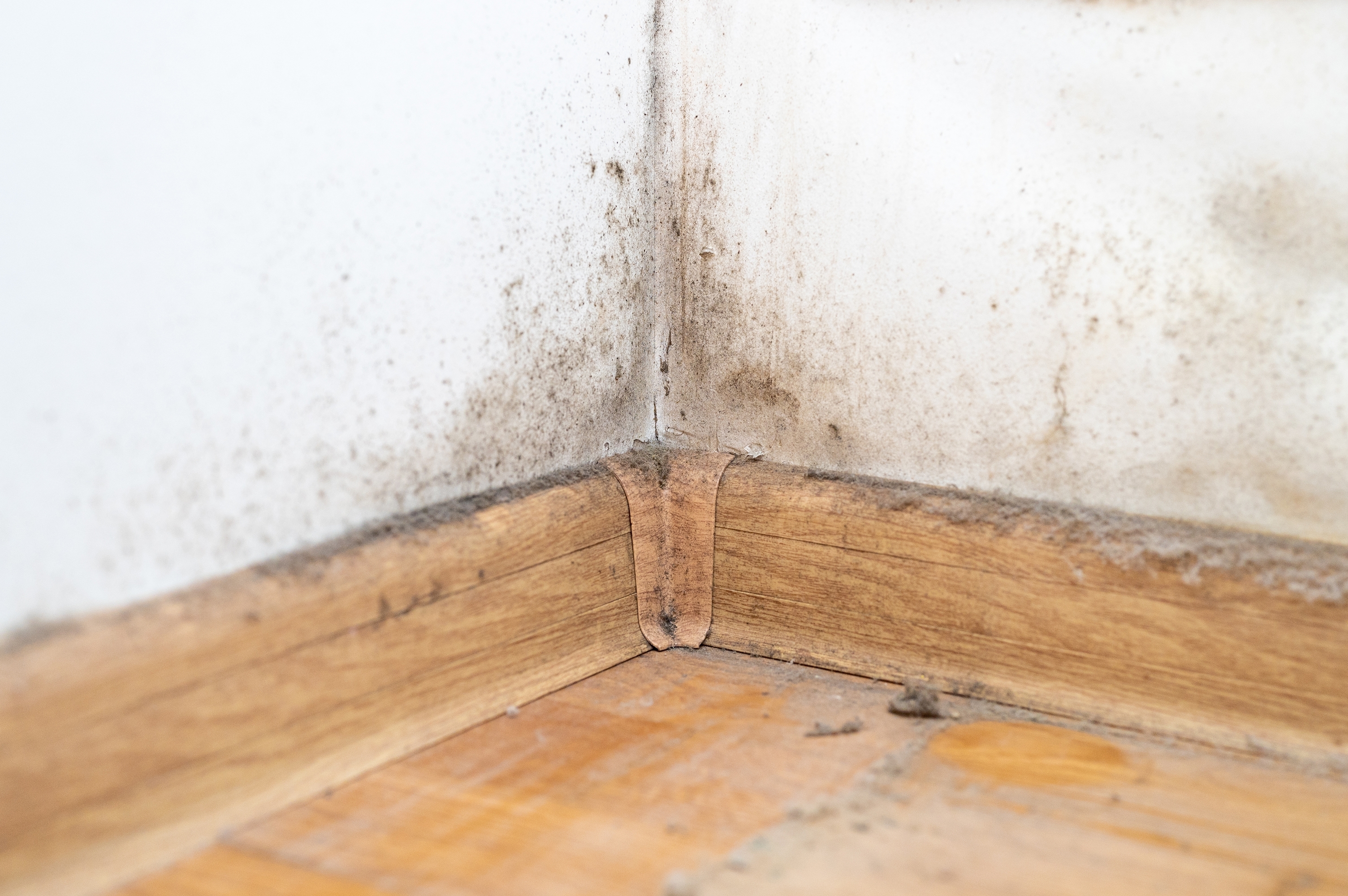 Professional mold removal from wood