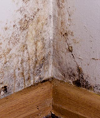 Professional mold remediation services for Florida homes with humidity-related mold growth