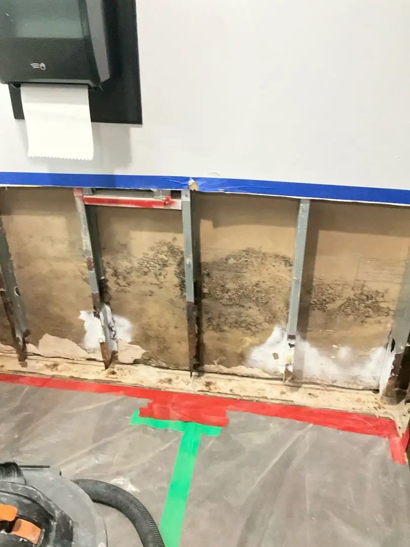 Signs of mold behind drywall: visible growth discovered during wall inspection