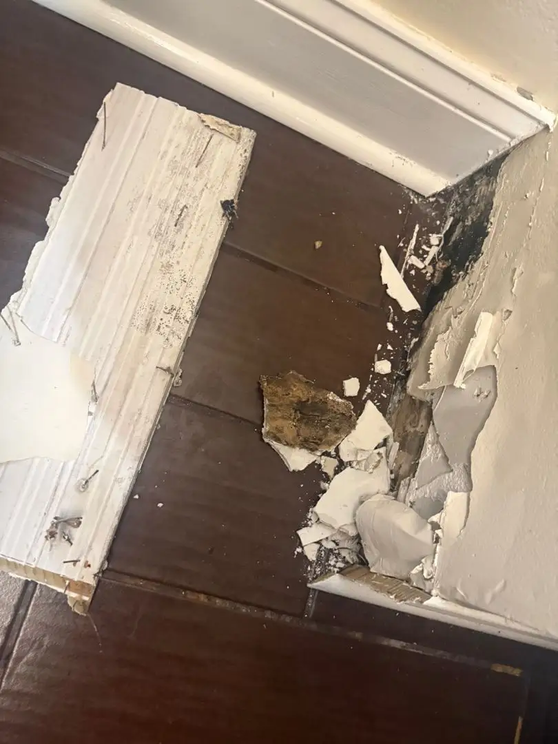 Technician using moisture meter to detect water damage behind baseboard