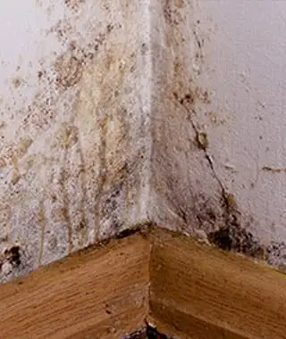 Mold remediation