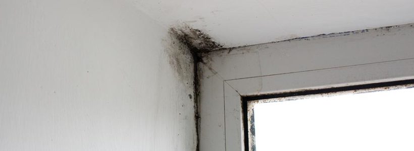 What Does Black Mold in Your Home Look Like?